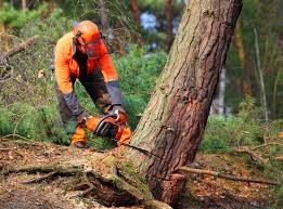 Best Tree Health Inspection  in Elverta, CA